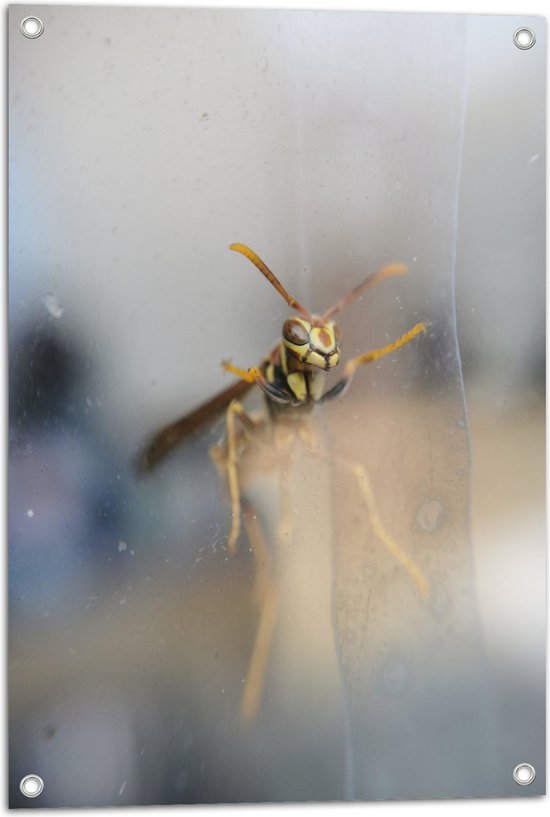 Tuinposter – Wesp tegen Glas - 50x75 cm Foto op Tuinposter (wanddecoratie voor buiten en binnen)