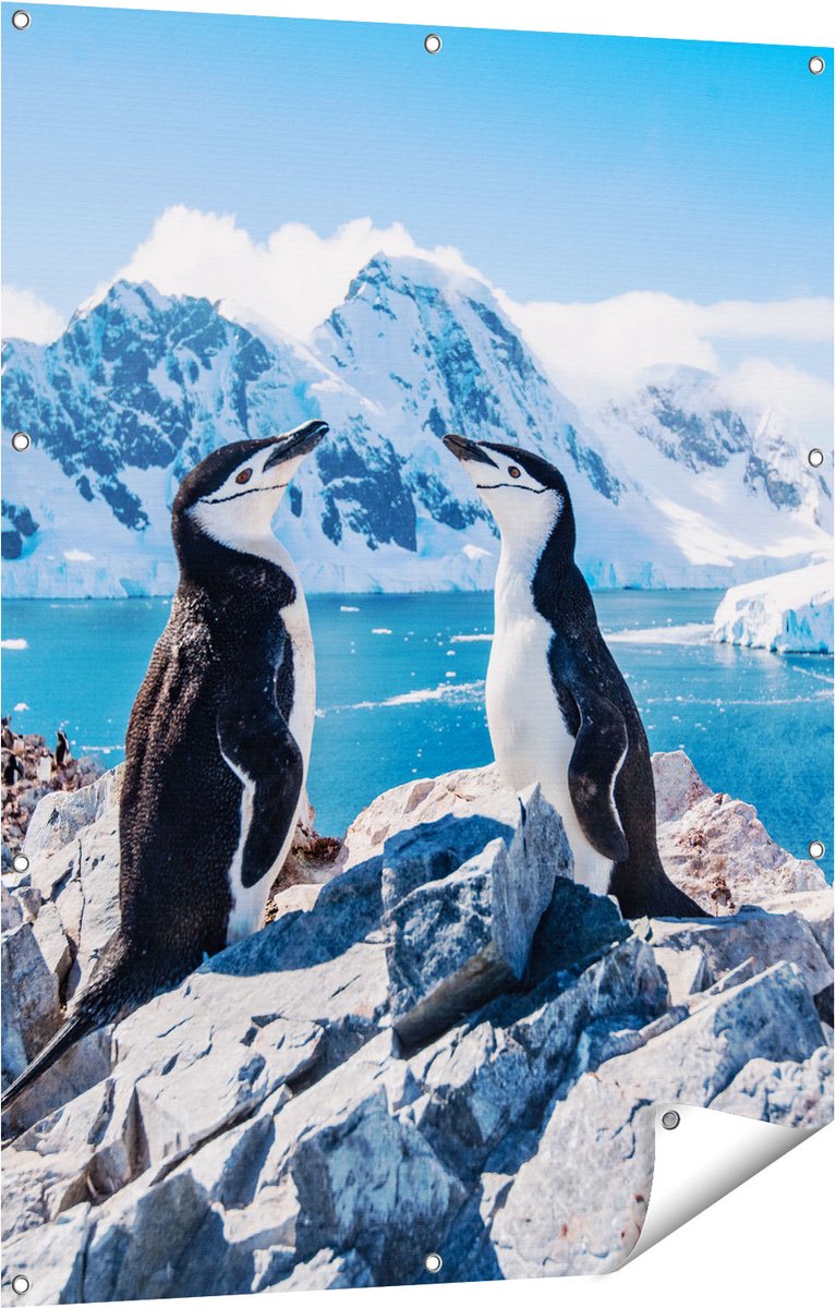 Gards Tuinposter Twee Pingu�ns op Stenen in Antarctica - 90x120 cm - Tuindoek - Tuindecoratie - Wanddecoratie buiten - Tuinschilderij Multikleur