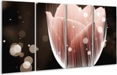 Peinture sur verre tulipe | Marron noir | 160x80cm 4 Liège | Tirage photo sur verre |  F004992