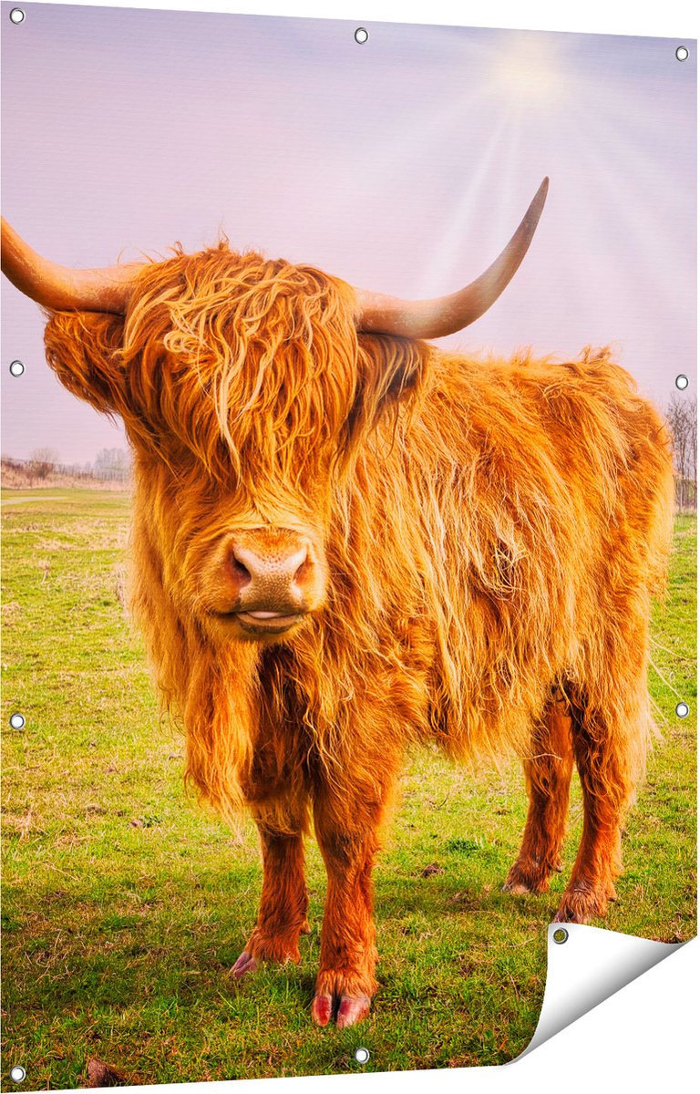 Gards Tuinposter Bruine Schotse Hooglander Koe - Kleur - 90x120 cm - Tuindoek - Tuindecoratie - Wanddecoratie buiten - Tuinschilderij Multikleur