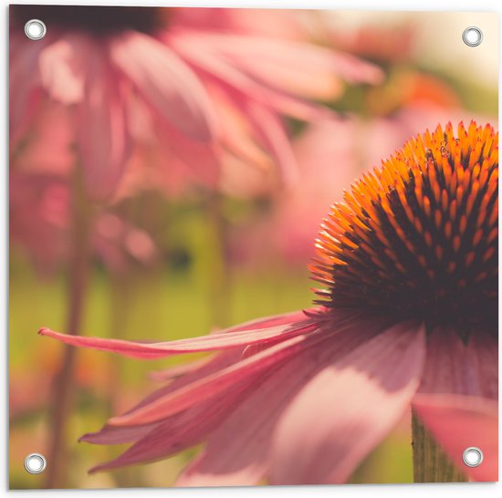 Tuinposter – Opengeklapte Roze Bloem - 50x50 cm Foto op Tuinposter (wanddecoratie voor buiten en binnen)