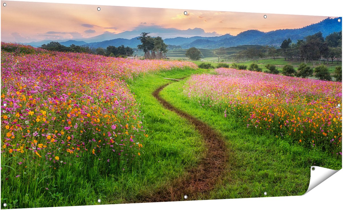 Gards Tuinposter Kosmos Bloemenveld met een Pad - Bloemen - 200x100 cm - Tuindoek - Tuindecoratie - Wanddecoratie buiten - Tuinschilderij Multikleur