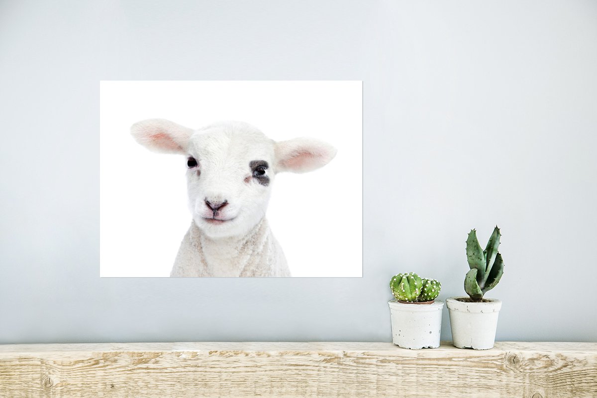 Poster Lam - Wit - Dieren - Natuur - 40x30 cm