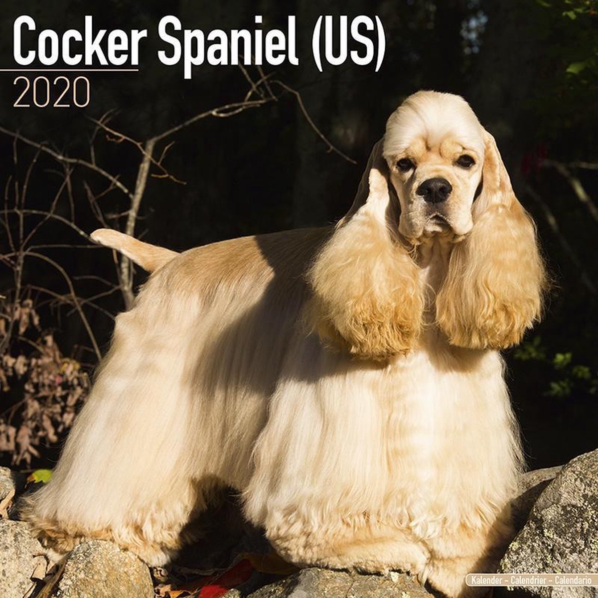 Amerikaanse Cocker Spaniel Kalender 2020 | bol.com