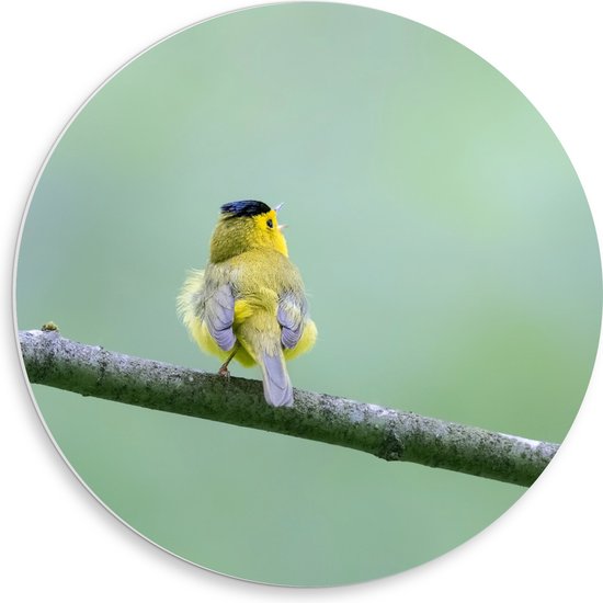 PVC Schuimplaat Muurcirkel - Achteraanzicht van Zingend Geel Wilsons Vogeltje op een Tak - 50x50 cm Foto op Muurcirkel (met ophangsysteem)