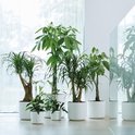 Plantes d'intérieur vertes dans des pots blancs, disposées près d'une fenêtre.
