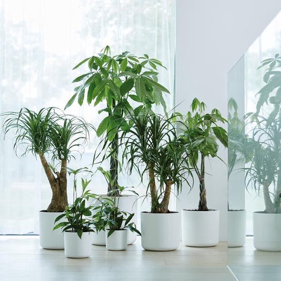 Plantes d'intérieur vertes dans des pots blancs, disposées près d'une fenêtre.