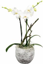 Orchidee Lexie Wit