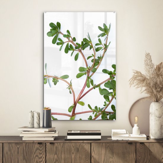 Pourpier sur fond blanc Plexiglas 40x60 cm - Tirage photo sur Glas (décoration murale en plexiglas)