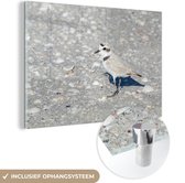 MuchoWow® Glasschilderij 60x40 cm - Schilderij acrylglas - Strandplevier op een steenstrand - Foto op glas - Schilderijen