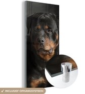 MuchoWow® Glasschilderij 80x160 cm - Schilderij acrylglas - Portret van Rottweiler hond in de studio - Foto op glas - Schilderijen