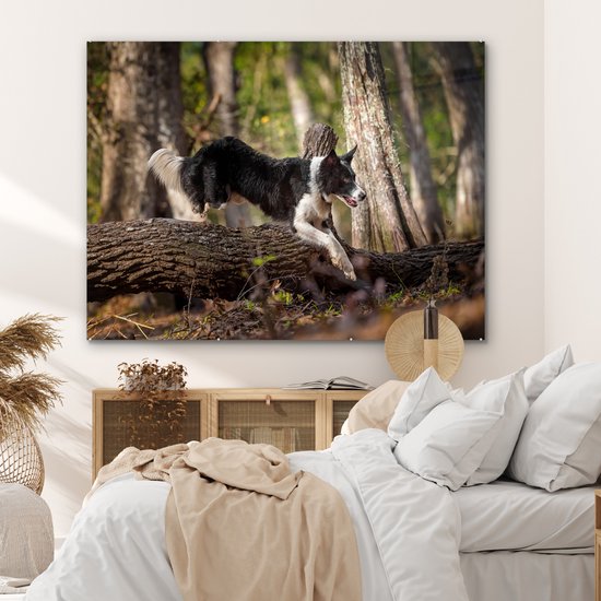 Un Border Collie noir et blanc sautant par-dessus une malle Plexiglas 160x120 cm - Tirage photo sur Glas (décoration murale plexiglas) XXL / Groot format!
