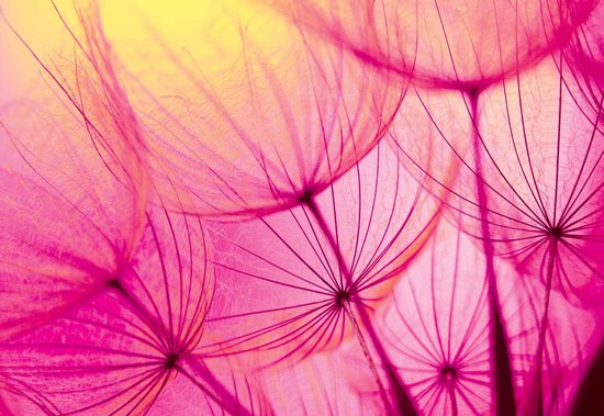 Papier peint Fleur de pissenlit | XXXL - 416 cm x 254 cm | Polaire 130g / m2