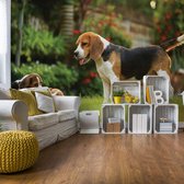 Fotobehang Beagle Dog | VEL - 152.5cm x 104cm | 130gr/m2 Vlies