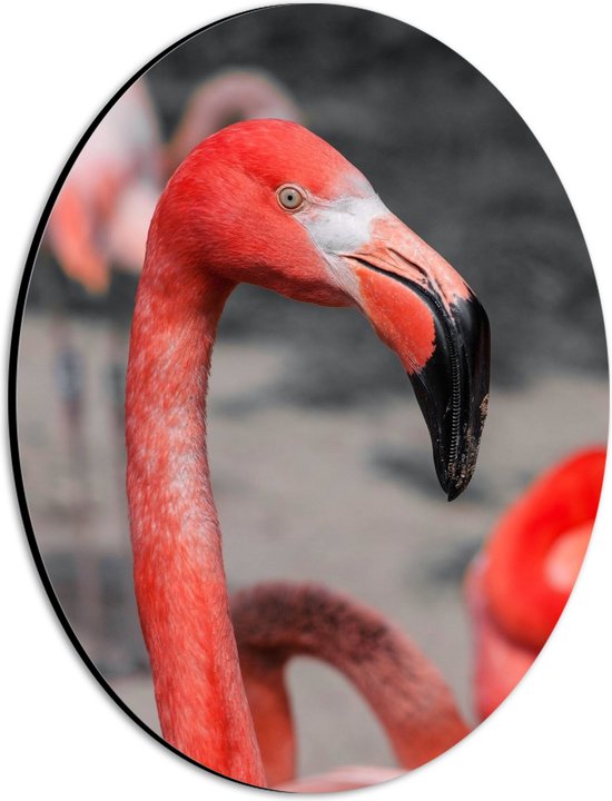 Dibond Ovaal - Kop van Felroze Flamingo - 21x28 cm Foto op Ovaal (Met Ophangsysteem)