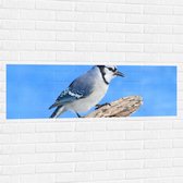 Muursticker - Blauwe Gaai Vogel zittend op Tak - 120x40 cm Foto op Muursticker