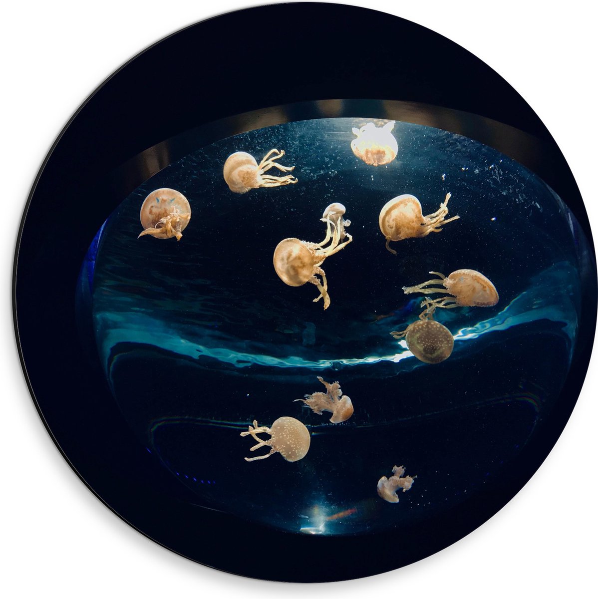 Dibond Muurcirkel - Groepje Oranjekleurige Kwallen in Bolvormig Aquarium - 30x30 cm Foto op Aluminium Muurcirkel (met ophangsysteem)