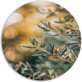 Plant wanddecoratie rond - Natuur wandcirkels - Wandcirkels Licht - Muurdecoratie landelijk - Forex schilderij - Woonaccessoires muurcirkel forex 40x40 cm