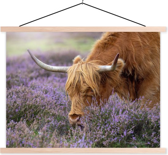 Porte-affiche avec affiche - Affiche scolaire - Scottish Highlander - Animaux - Heather - 120x90 cm - lattes vierges