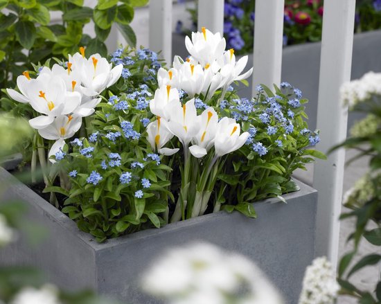 Droogverpakking - Vijverplanten - Waterplanten