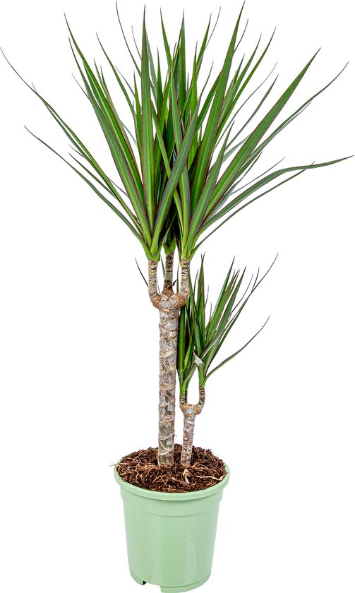 Bloomique - Dracaena Marginata - Drakenbloedboom - Kamerplanten - Luchtzuiverend - Zeer Gemakkelijk Te Verzorgen - 60-80 cm Hoog - Pot 17 cm