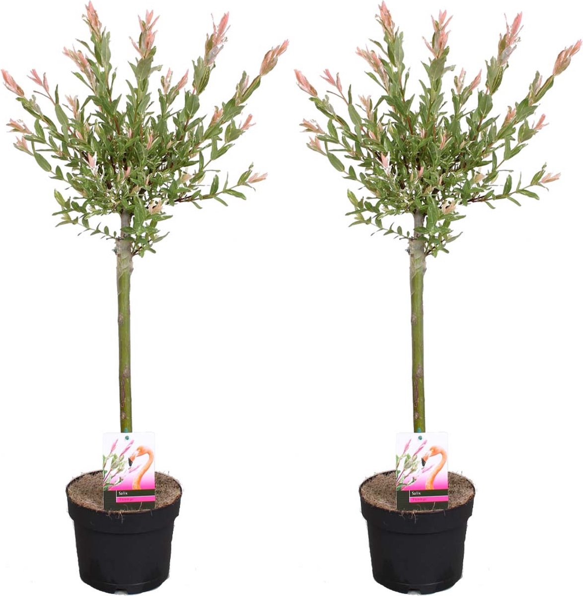 Bloomique - Set van 2 - Salix Integra Flamingo - Bonte Wilg - Tuinplanten - Winterhard - 60-80 cm Hoog - Pot 17 cm