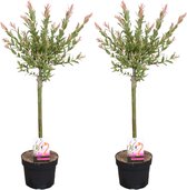 Bloomique - Set van 2 - Salix Integra Flamingo - Bonte Wilg - Tuinplanten - Winterhard - 60-80 cm Hoog - Pot 17 cm