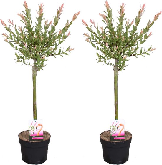 Bloomique - Set van 2 - Salix Integra Flamingo - Bonte Wilg - Tuinplanten - Winterhard - Hoogte 60-80 cm - Pot 17 cm