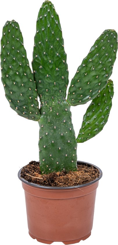 Bloomique - Opuntia Rubescens - Vijgencactus - Vijgencactus - Kamerplanten - Hoogte 20-30 cm - Pot 12 cm