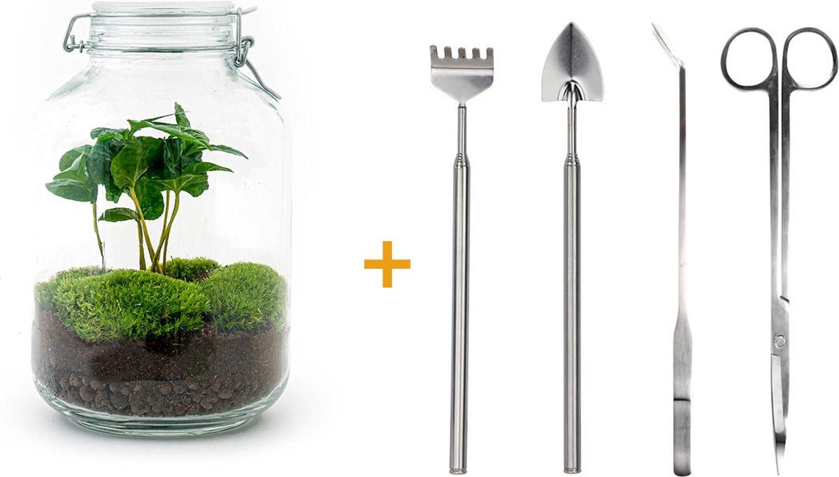 Green Harmony | DIY terrarium - Coffea Arabica -  28 cm