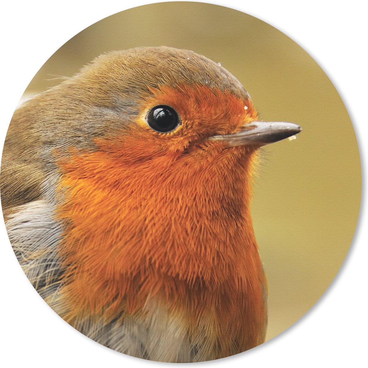Muismat rond 20x20 cm - Mousepad Vogel - Roodborstje - Portret - Ronde muismatten