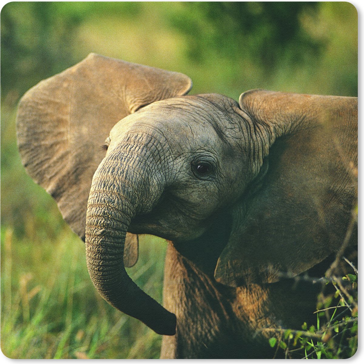 Muismat 20x20 cm - Mousepad Olifant - Groen - Dieren - Natuur - Muismatten