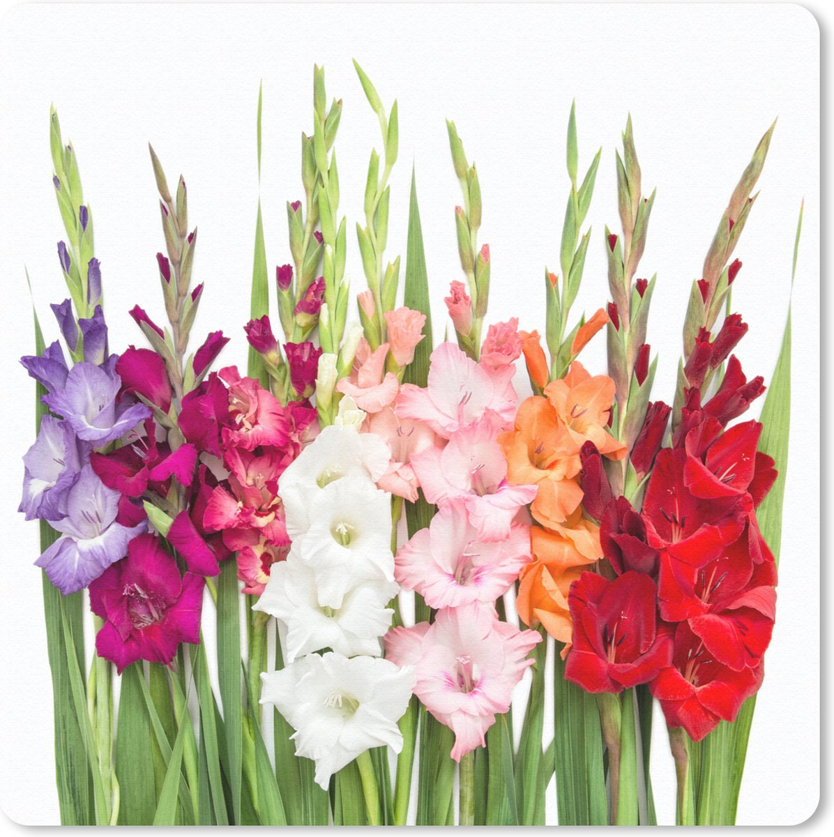 Muismat 20x20 cm - Mousepad Gladiolen - Bloemen - Kleuren - Muismatten