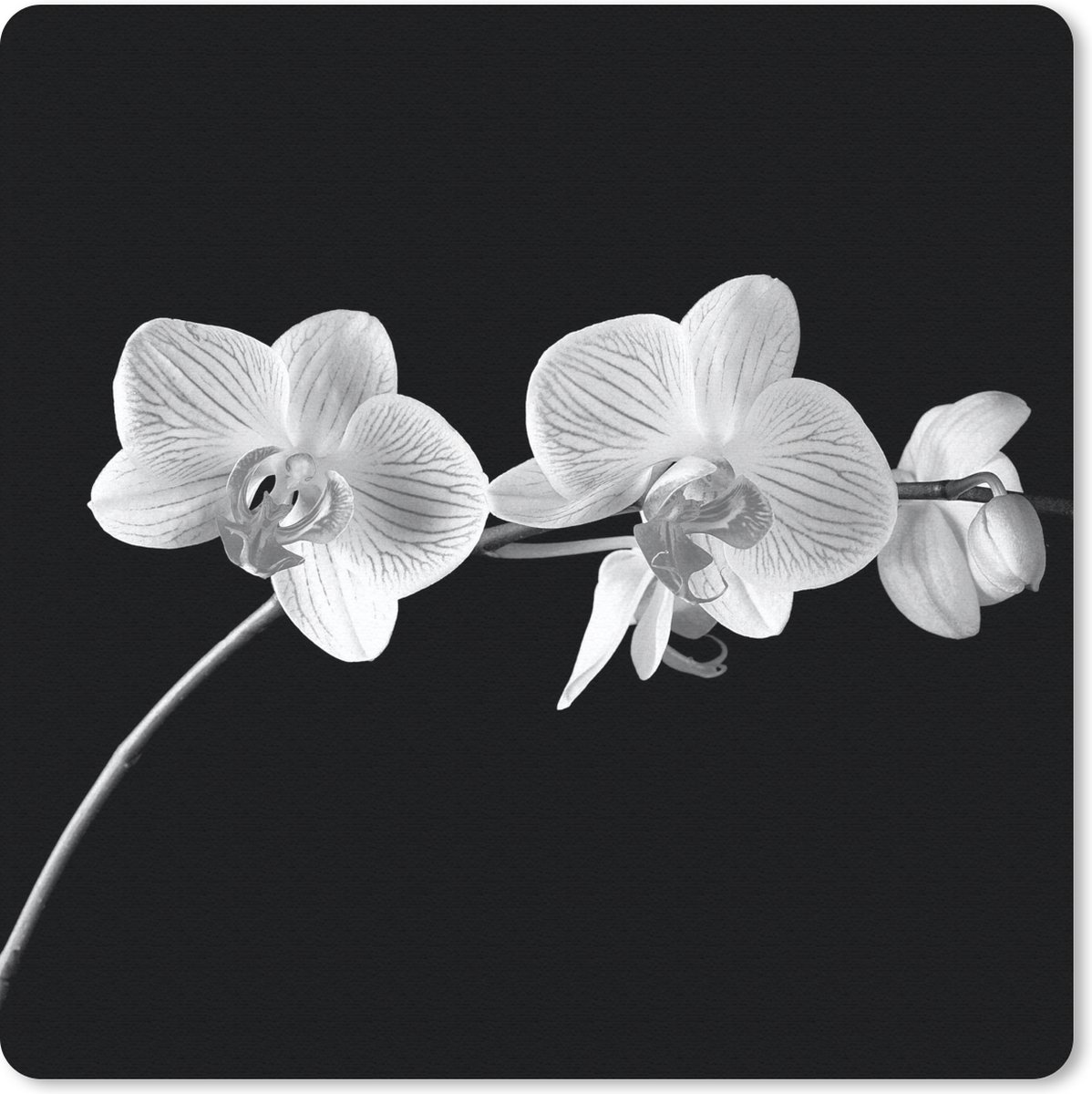 Muismat 30x30 cm - Mousepad Orchidee - Bloemen - Zwart - Roze - Knoppen - Muismatten