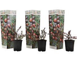 Plant in a Box - Vaccinium macrocarpon Cranberry - Set van 3 - Eetbare cranberry's - Winterharde planten - Pot 9cm - Hoogte 10-20cm