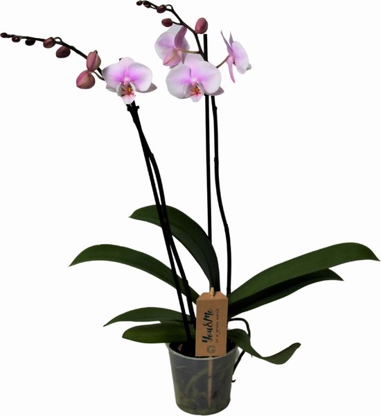 Orchidee