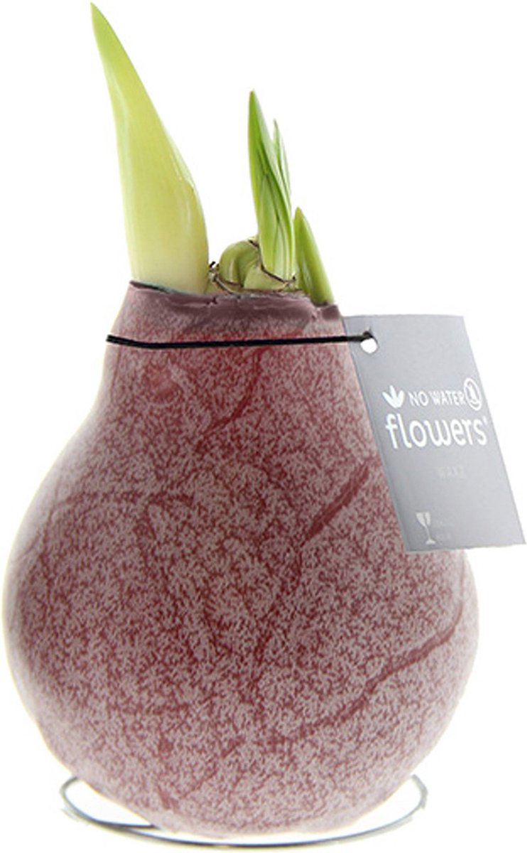 Wax Amaryllis Marble Bordeaux | Prachtige Wax Amaryllis voor in huis | Rood
