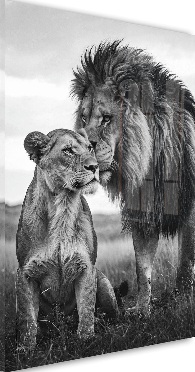 Glasschilderij De liefde tussen leeuw en leeuwin - Zwart / Wit - 90 x 60 cm - Leeuwen familie - Acrylaat - Inclusief wandbevestiging - Foto op plexiglas - Wanddecoratie woonkamer - Dieren - Natuur – Afrika