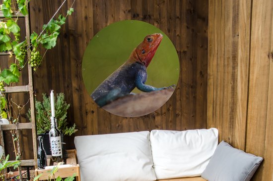 Affiche jardin autour de Lézard - Gros plan d'un lézard rougeâtre mâle Affiche jardin - Affiche jardin ronde 90x90 cm - Toile jardin/Toile d'extérieur/ Peintures pour l'extérieur (décoration de jardin)