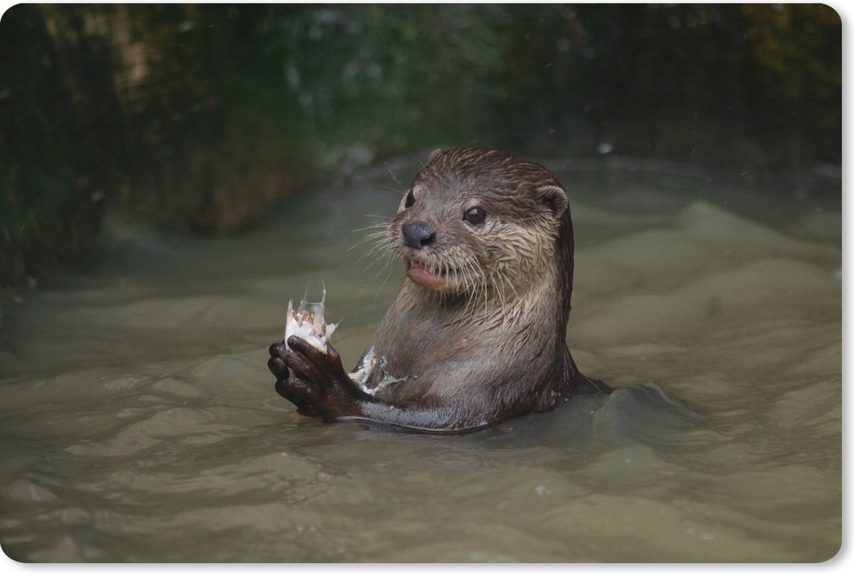 Muismat XXL 120x80 cm - Bureau onderlegger - Bureau mat Otter met voedsel in het water - Bureaumat - Gaming mousepad xl - Bureaulegger groot - Computer deskmat