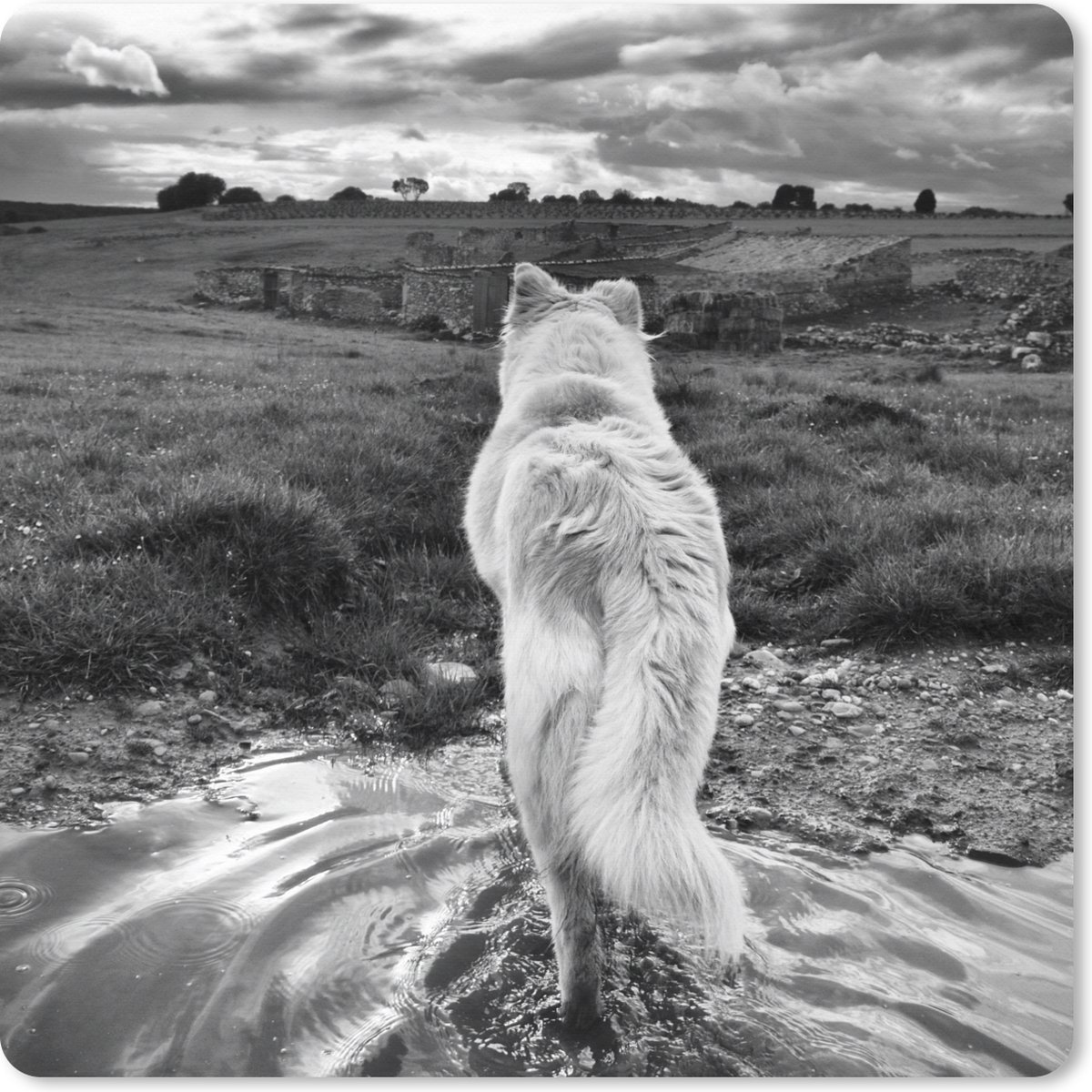 Muismat XXL 40x40 cm - Bureau onderlegger - Bureau mat Wolf uitkijkend over landschap in zwart-wit - Bureaumat - Gaming mousepad xl - Bureaulegger groot - Computer deskmat