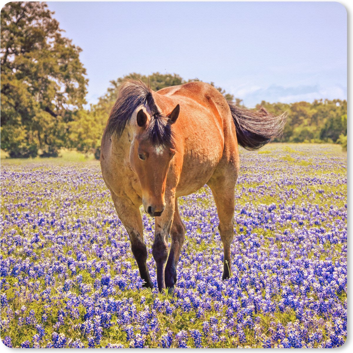 Muismat XXL 40x40 cm - Bureau onderlegger - Bureau mat Paard - Bloemen - Boerderijdier - Paars - Bureaumat - Gaming mousepad xl - Bureaulegger groot - Computer deskmat