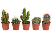 Cactussen van Botanicly – 5 × Cactus mix 5,5 cm x 5 – Hoogte: 10 cm – Cactus mix (2)