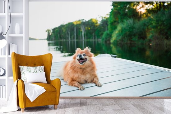 Papier peint photo peint vinyle - Poméranie se trouve sur un échafaudage largeur 450 cm x hauteur 300 cm - Tirage photo sur papier peint (disponible en 7 tailles)