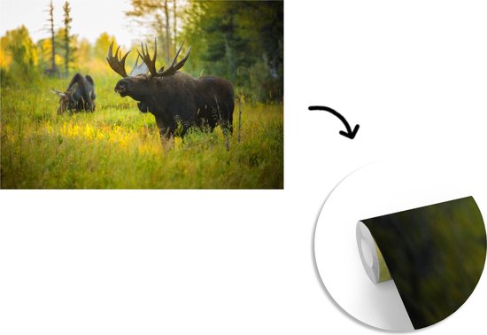 Papier peint Papier peint photo en vinyle - Moose in nature in Wyoming largeur 390 cm x hauteur 260 cm - Tirage photo sur papier peint (disponible en 7 tailles)