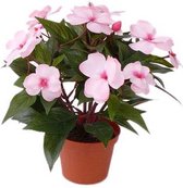 Kunstplant met bloemen - Vlijtig Liesje - lichtroze - heester - 25 cm