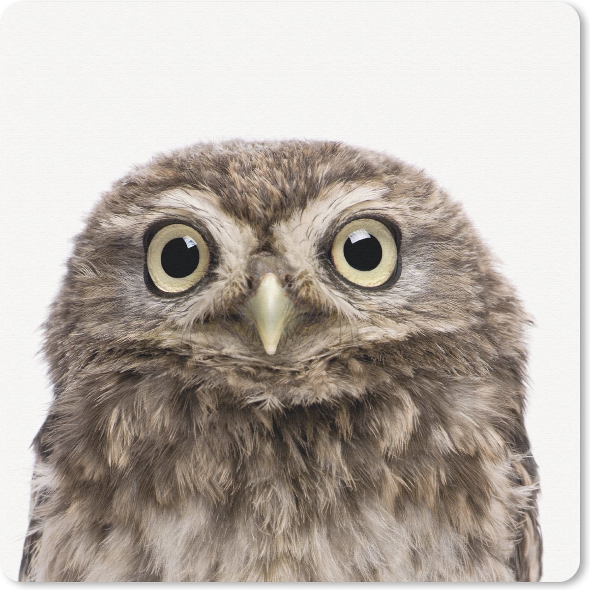 Muismat 30x30 cm - Mousepad Uilskuiken - Uil - Portret - Bruin - Vogel - Jongens - Meisjes - Muismatten