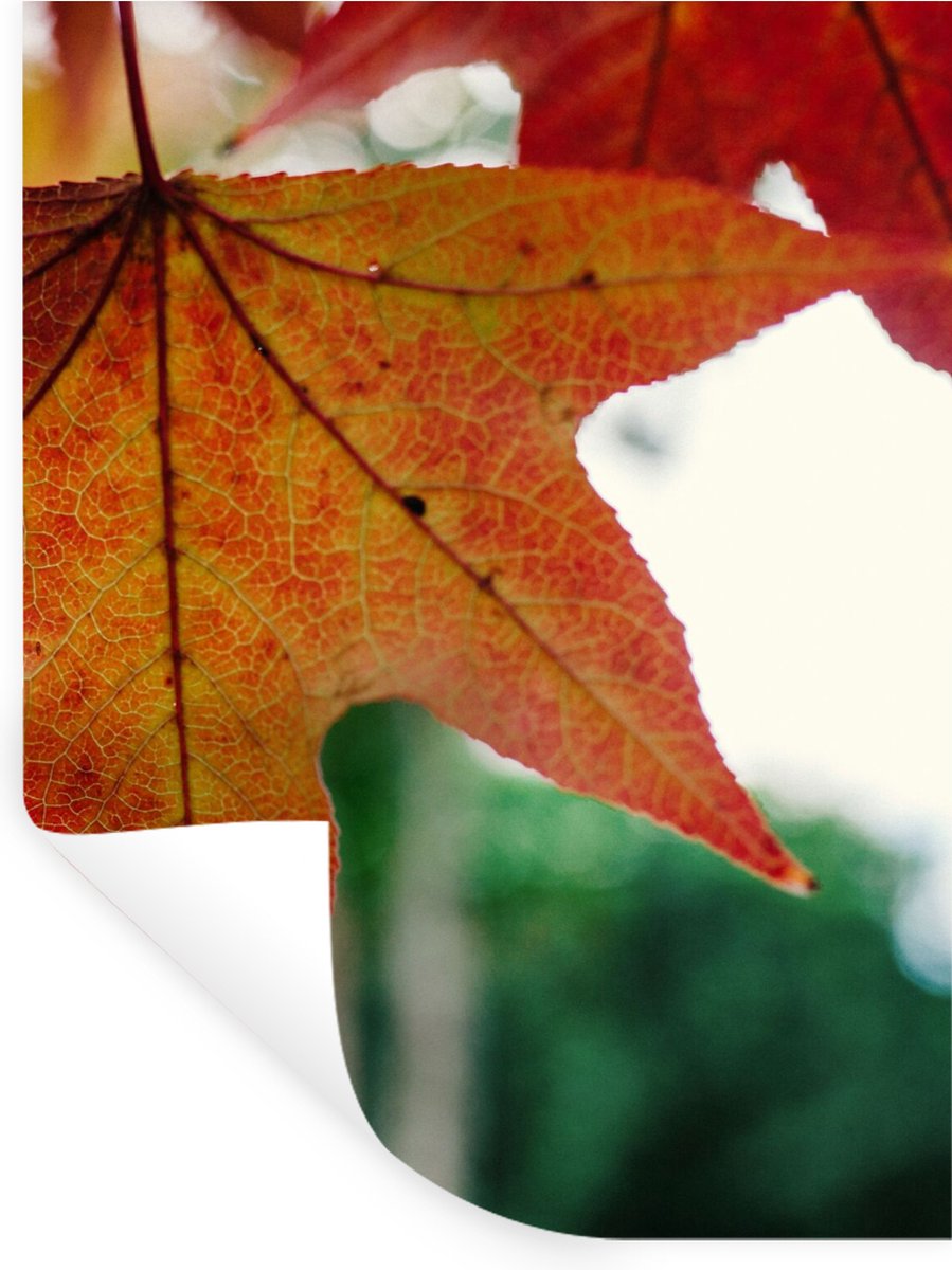 Muurstickers - Sticker Folie - Herfst - Landelijk - Bladeren - Seizoenen - Landelijk - 120
