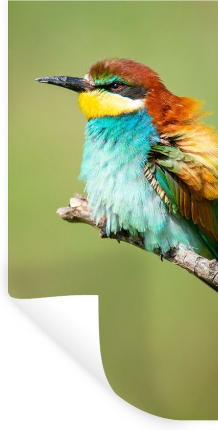 Foto: Muurstickers sticker folie vogel dieren bijeneter 20x40 cm plakfolie muurstickers kinderkamer zelfklevend behang zelfklevend behangpapier stickerfolie