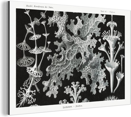 Wanddecoratie Metaal - Aluminium Schilderij Industrieel - Kunst - Koraal - Ernst Haeckel - Oude meesters - Natuur - 60x40 cm - Dibond - Foto op aluminium - Industriële muurdecoratie - Voor de woonkamer/slaapkamer